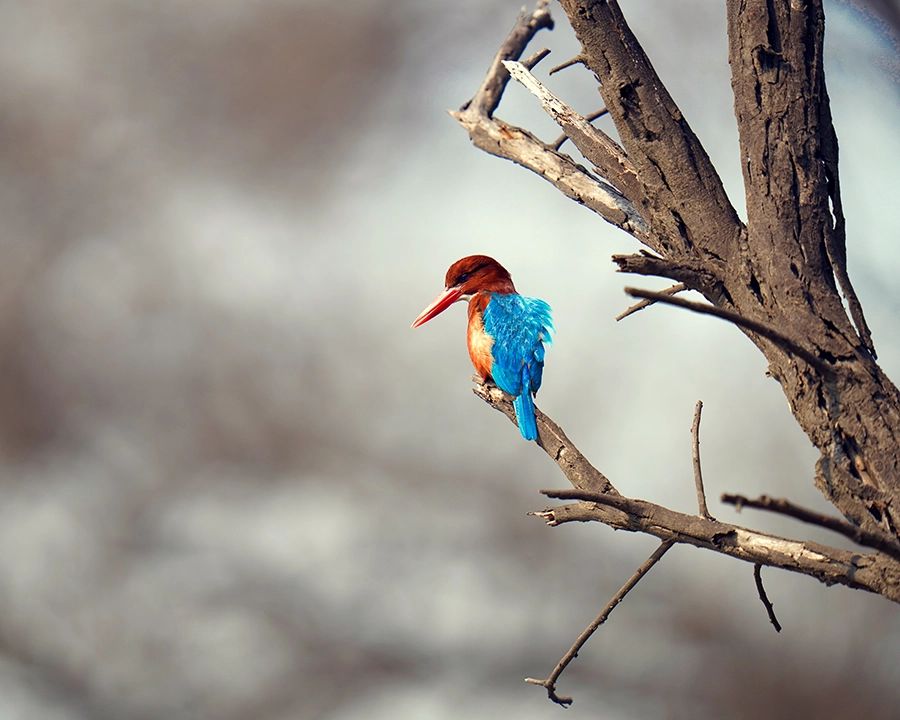 Kingfisher isolated against a soft background to demonstrate exposure and depth of field
